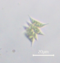 Scenedesmaceae