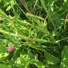 Pilosella piloselloides