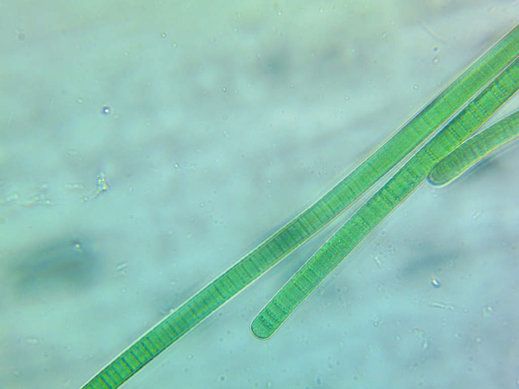 Phormidium tenue