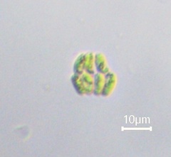 Scenedesmaceae