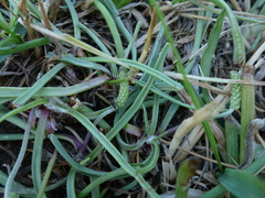 Plantago salsa