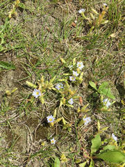 Gentiana squarrosa
