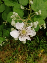 Rubus