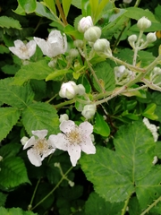 Rubus