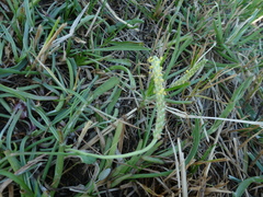 Plantago salsa