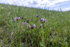 Astragalus ceratoides