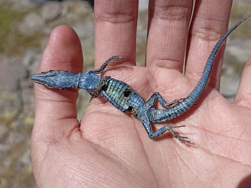 Cyren’s Rock Lizard, Iberolacerta cyreni