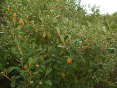 Diplolaena dampieri