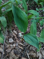 Convallaria pseudomajalis