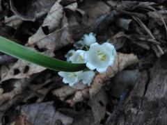 Convallaria pseudomajalis