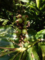 Alpinia uraiensis
