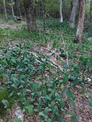Convallaria pseudomajalis