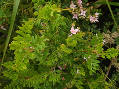 Boronia alata
