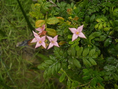 Boronia alata