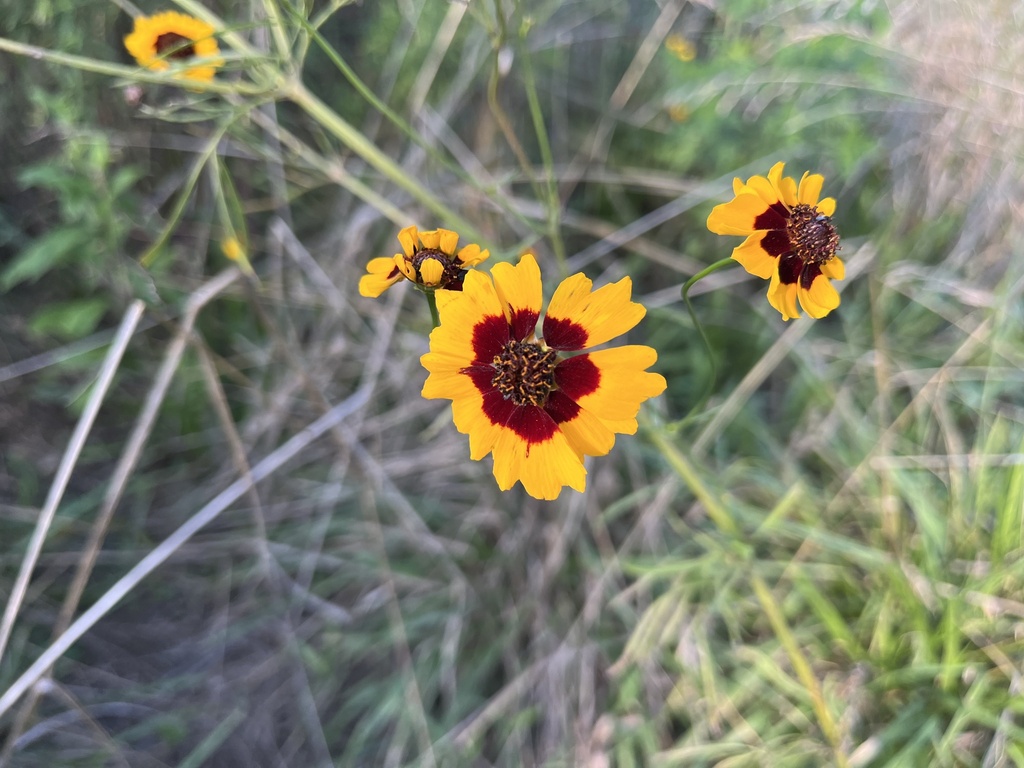 Coreopsis tinctoria, Pearle St Neighborhood Park, Charlotte, NC, US