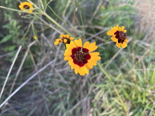 Coreopsis tinctoria