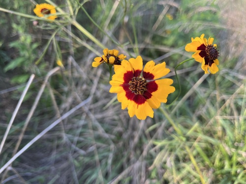 Coreopsis tinctoria
