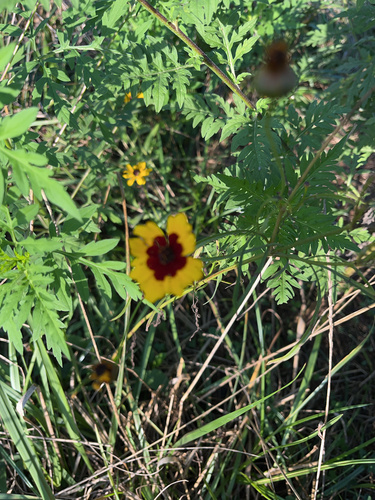 Coreopsis tinctoria