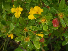 Hibbertia cuneiformis