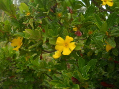 Hibbertia cuneiformis