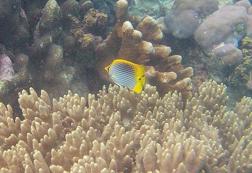 Staartvlek-koraalvlinder (Chaetodon ocellicaudus) — Chaetodontidae — 2