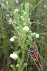 Erica cumuliflora