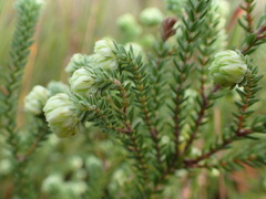 Erica cumuliflora