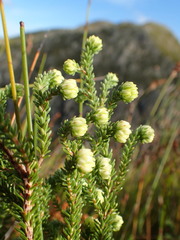 Erica cumuliflora
