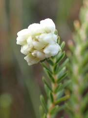 Erica cumuliflora