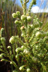 Erica cumuliflora