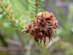 Erica cumuliflora