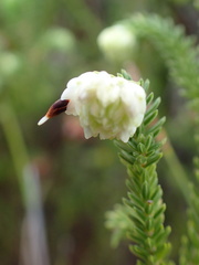 Erica cumuliflora