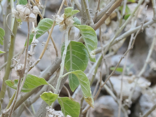Image of Withania somnifera by (c) Lucas Christofides, some rights reserved (CC BY)