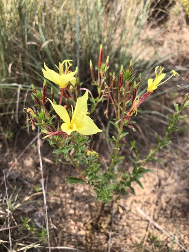 Image of Oenothera rhombipetala by (c) Greghig Jirheg, some rights reserved (CC BY)