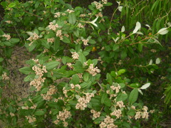 Spyridium globulosum