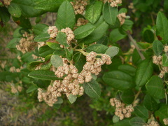 Spyridium globulosum