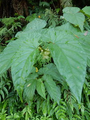 Begonia longifolia