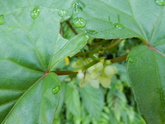 Begonia longifolia