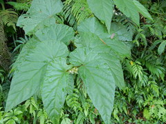 Begonia longifolia