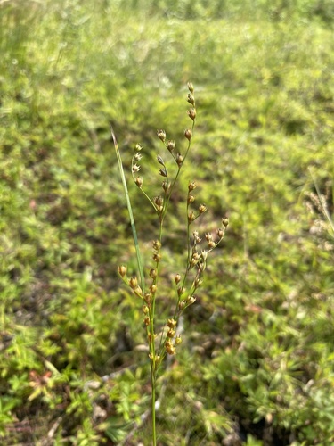 Image of Juncus anthelatus by no rights reserved