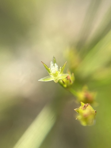 Image of Juncus anthelatus by no rights reserved