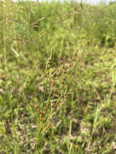 Image of Juncus anthelatus by no rights reserved