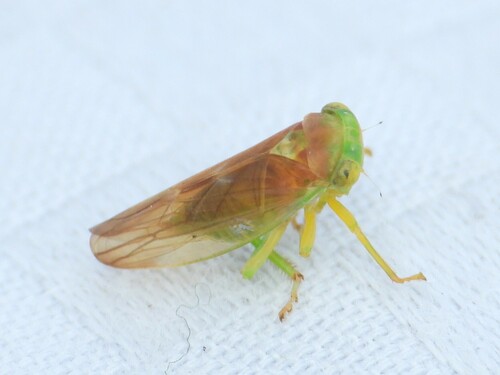 Populicerus aureus