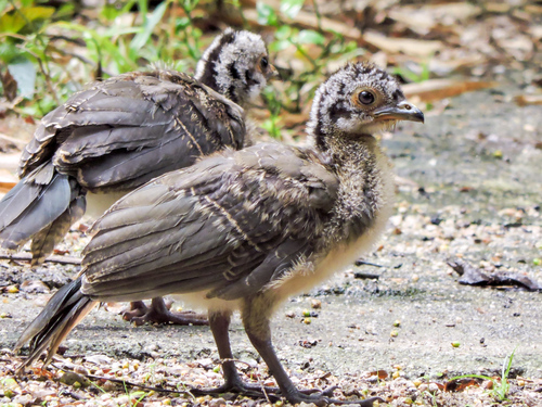 West Mexican Chachalaca