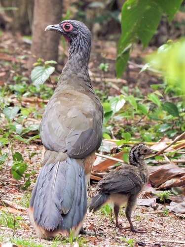 West Mexican Chachalaca