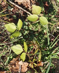 Strophostyles helvola