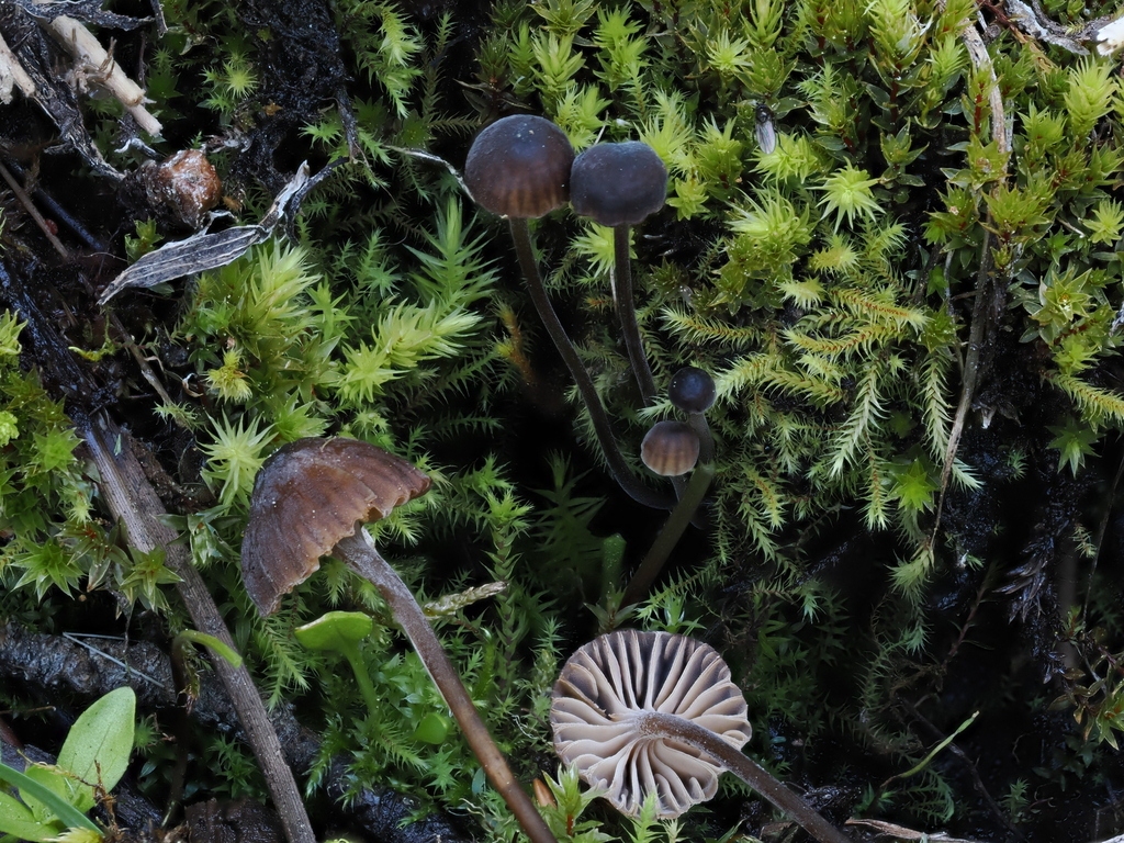 Phloeomana sp. 'CA06'