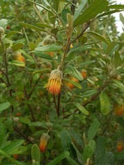 Diplolaena dampieri