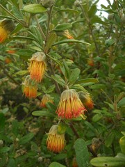 Diplolaena dampieri