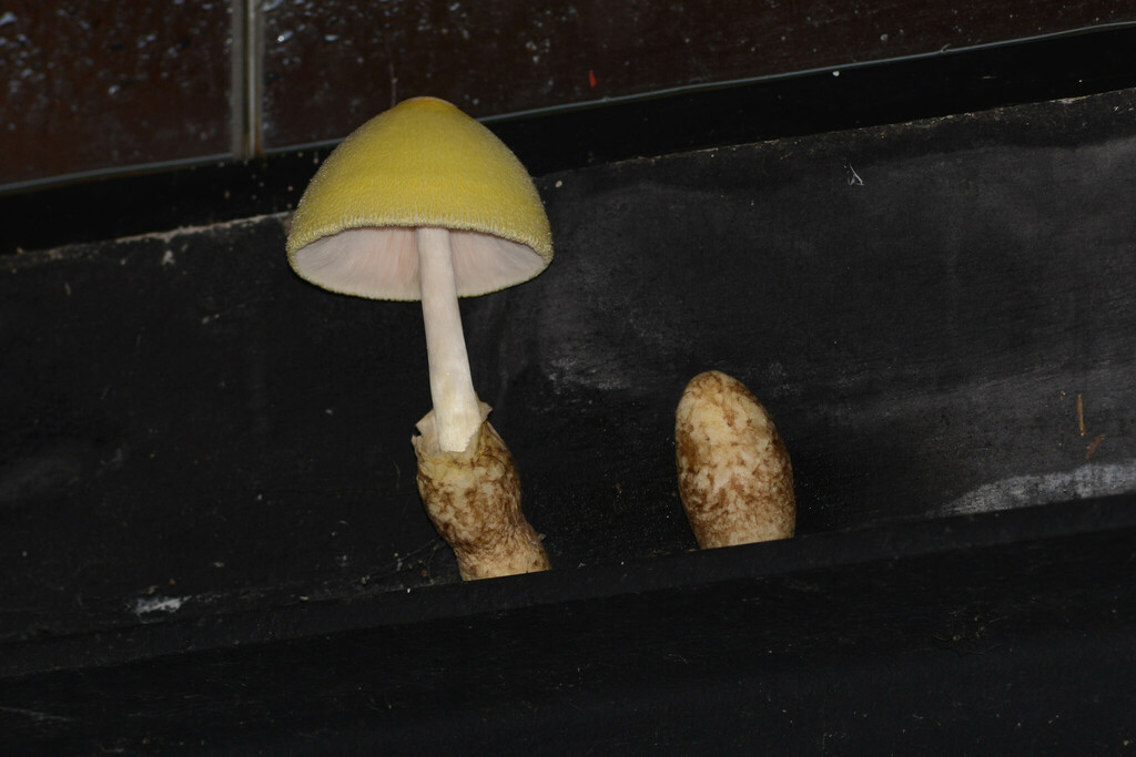 Volvariella bombycina · May 2024 · photo: © deboas (iNaturalist, cc0)
